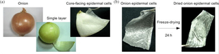 Illustration for article titled These Artificial Muscles Are Made of Gold-Plated Onion SkinÂ